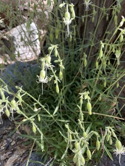 Silene lemmonii