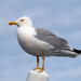 Yellow-legged Gull - Photo (c) JÃ¶rg Hempel, some rights reserved (CC BY-SA), uploaded by JÃ¶rg Hempel