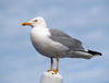 Yellow-legged Gull - Photo (c) JÃ¶rg Hempel, some rights reserved (CC BY-SA), uploaded by JÃ¶rg Hempel