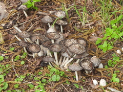 Fungi