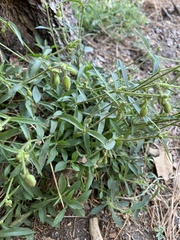 Silene lemmonii