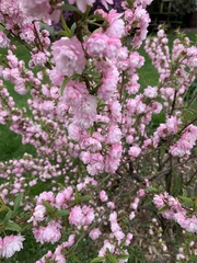 Prunus glandulosa