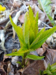 Eutrochium maculatum maculatum