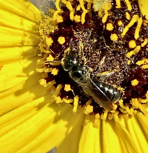 iNaturalist observation photo of Zadontomerus