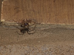 Steatoda triangulosa