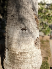 Sceloporus occidentalis