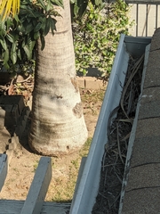 Sceloporus occidentalis
