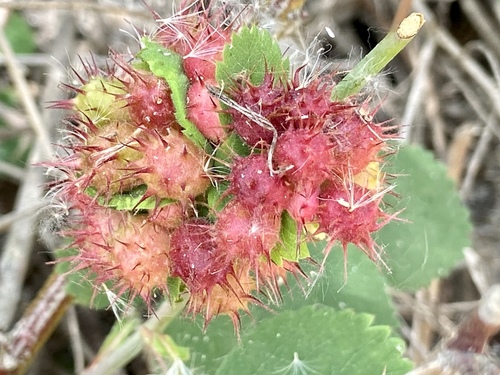 iNaturalist observation photo of Spiny Leaf Gall Wasp