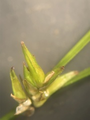 Carex socialis