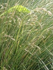 Poa litorosa