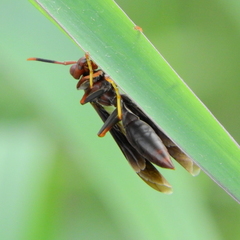 Polistes lanio
