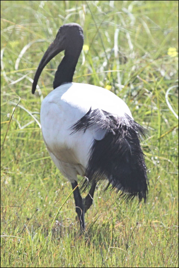 African Sacred Ibis from W of Paarl, Cape Winelands, South Africa on ...