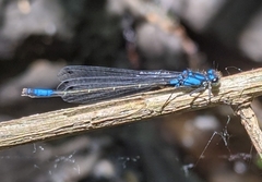 Zoniagrion exclamationis