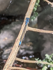 Zoniagrion exclamationis