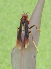 Polistes lanio