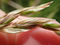 Poa litorosa