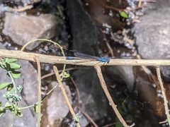 Zoniagrion exclamationis