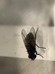 Musca domestica