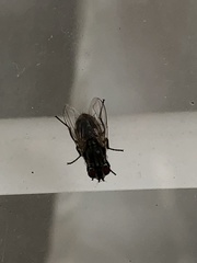 Musca domestica