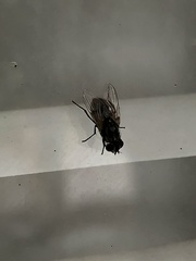 Musca domestica