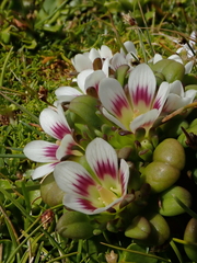 Gentianella cerina