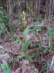 Cephalanthera falcata