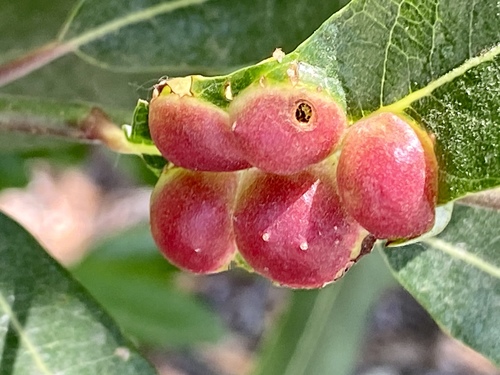 iNaturalist observation photo of Willow Apple Gall Sawfly