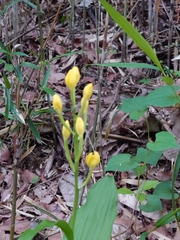 Cephalanthera falcata