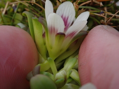 Gentianella cerina