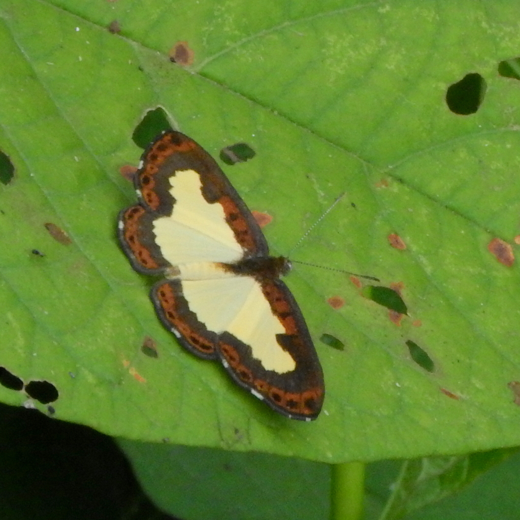 Synargis pittheus