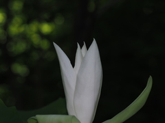 Magnolia tripetala