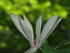 Magnolia tripetala