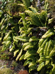 Blechnum durum