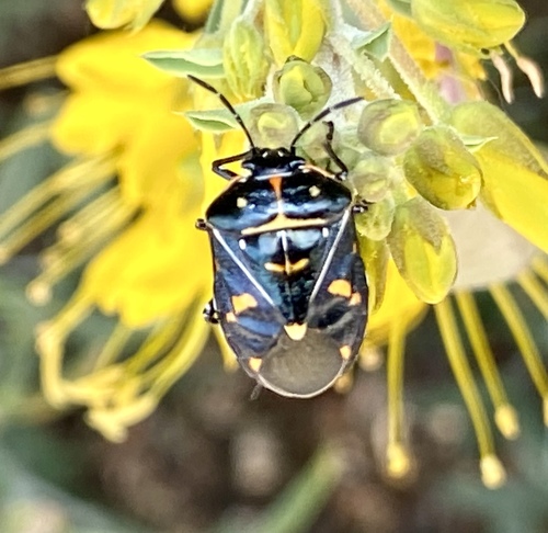 iNaturalist observation photo of Harlequin Bug
