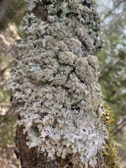 Punctelia appalachensis