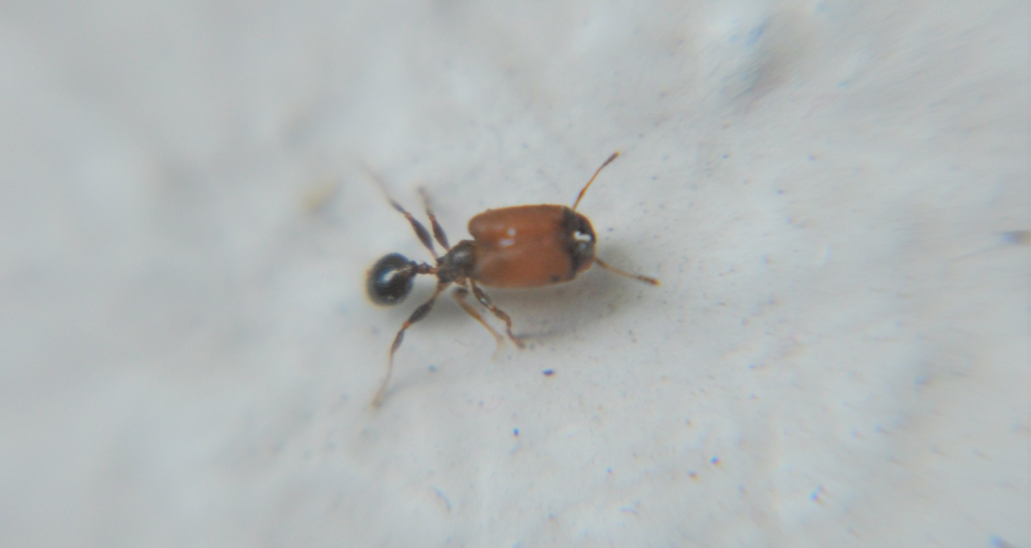 Pheidole tepicana