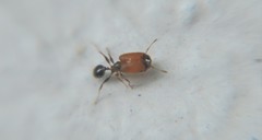Pheidole tepicana