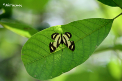 Baeotis zonata zonata