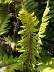 Blechnum durum