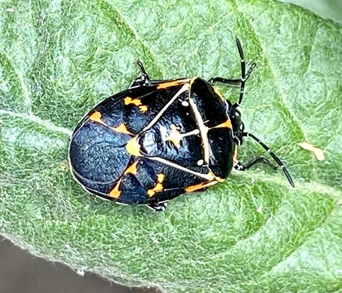 iNaturalist observation photo of Harlequin Bug