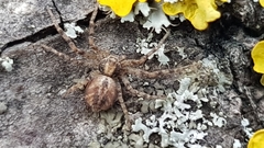 Philodromidae
