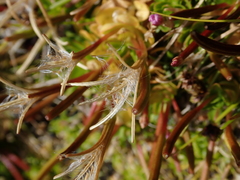 Epilobium confertifolium