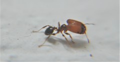 Pheidole tepicana