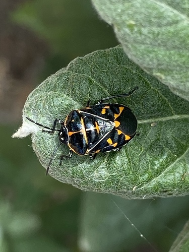 iNaturalist observation photo of Harlequin Bug