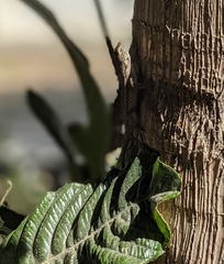Sceloporus occidentalis