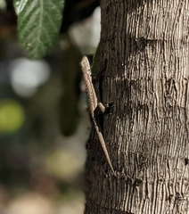 Sceloporus occidentalis