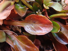 Cardamine depressa depressa