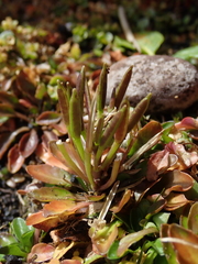 Cardamine depressa depressa