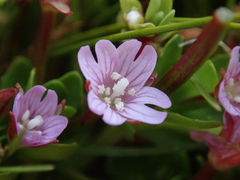 Epilobium confertifolium