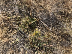 Bloomeria crocea crocea